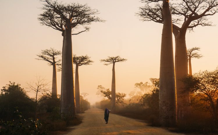 Voyage immersif à Madagascar : Explorez les trésors culturels de l’île rouge